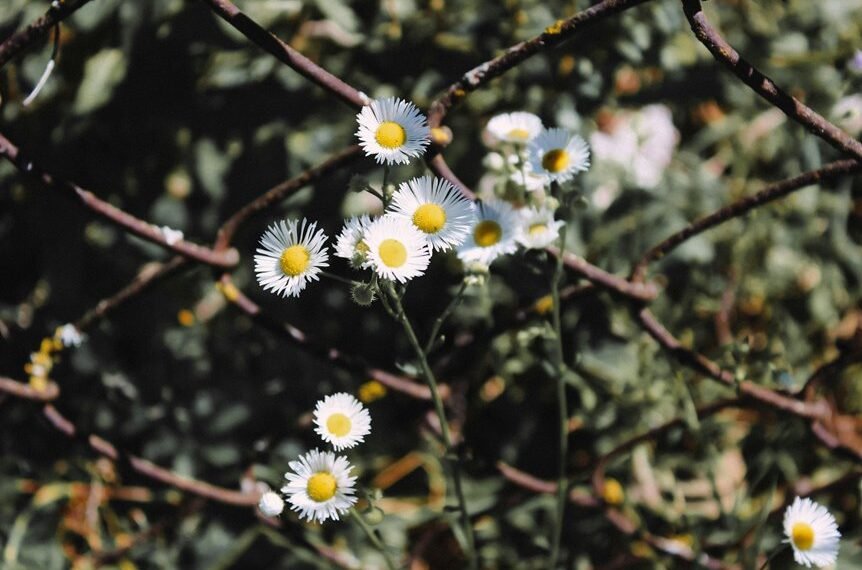 seo link building strategy